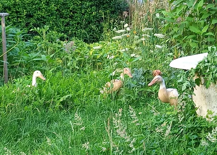 Wiesepeter * Brussow